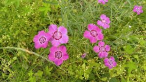 花,植物,ナデシコ,ピンク色,秋の七草